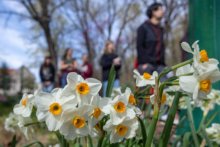 A close-up shot of daffodils on campus, with students walking in the background.